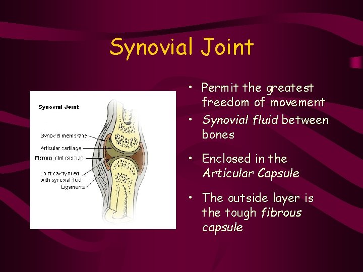 Synovial Joint • Permit the greatest freedom of movement • Synovial fluid between bones
