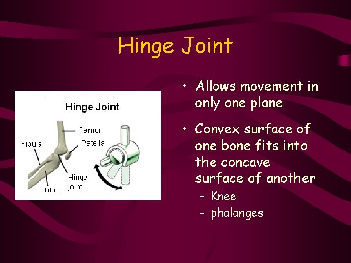 Hinge Joint • Allows movement in only one plane • Convex surface of one