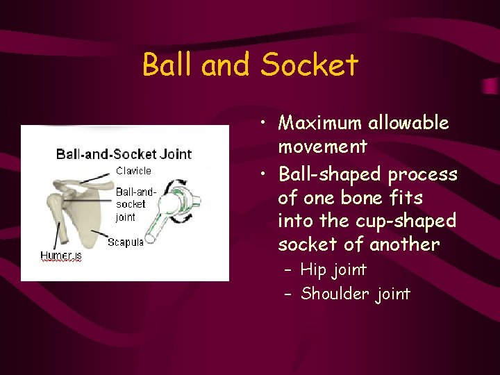 Ball and Socket • Maximum allowable movement • Ball-shaped process of one bone fits