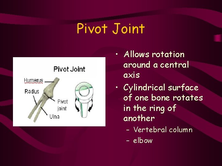 Pivot Joint • Allows rotation around a central axis • Cylindrical surface of one