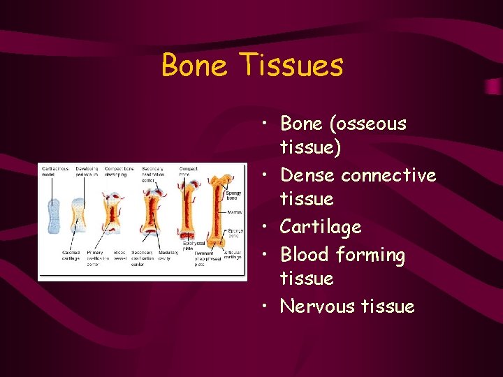 Bone Tissues • Bone (osseous tissue) • Dense connective tissue • Cartilage • Blood
