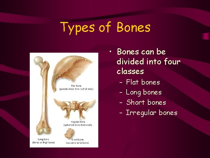Types of Bones • Bones can be divided into four classes – – Flat