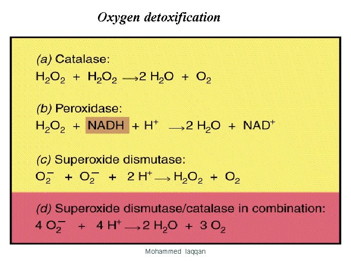 Oxygen detoxification Mohammed laqqan Oxygen detoxification Mohammed laqqan