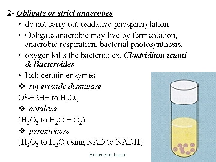 2 - Obligate or strict anaerobes • do not carry out oxidative phosphorylation • 2 - Obligate or strict anaerobes • do not carry out oxidative phosphorylation •