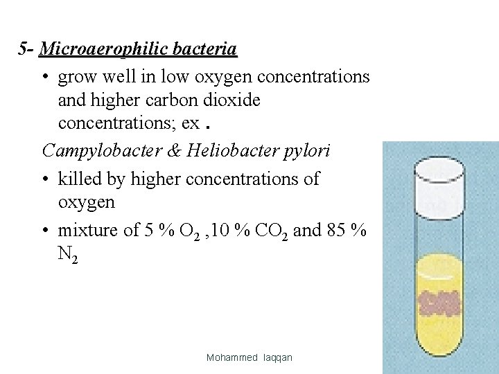 5 - Microaerophilic bacteria • grow well in low oxygen concentrations and higher carbon 5 - Microaerophilic bacteria • grow well in low oxygen concentrations and higher carbon