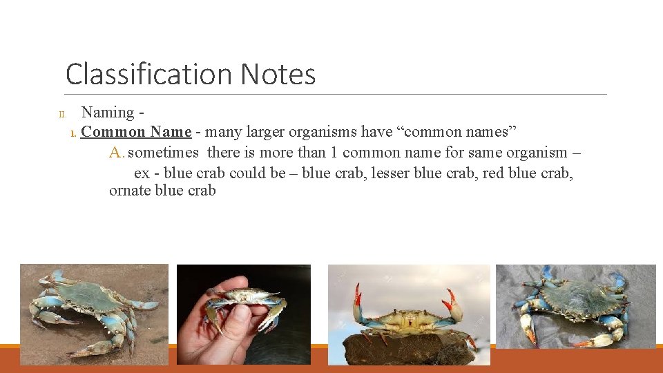 Classification Notes II. Naming 1. Common Name - many larger organisms have “common names” Classification Notes II. Naming 1. Common Name - many larger organisms have “common names”