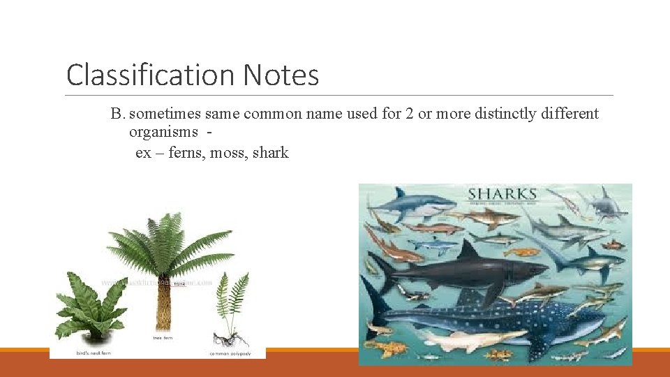 Classification Notes B. sometimes same common name used for 2 or more distinctly different Classification Notes B. sometimes same common name used for 2 or more distinctly different