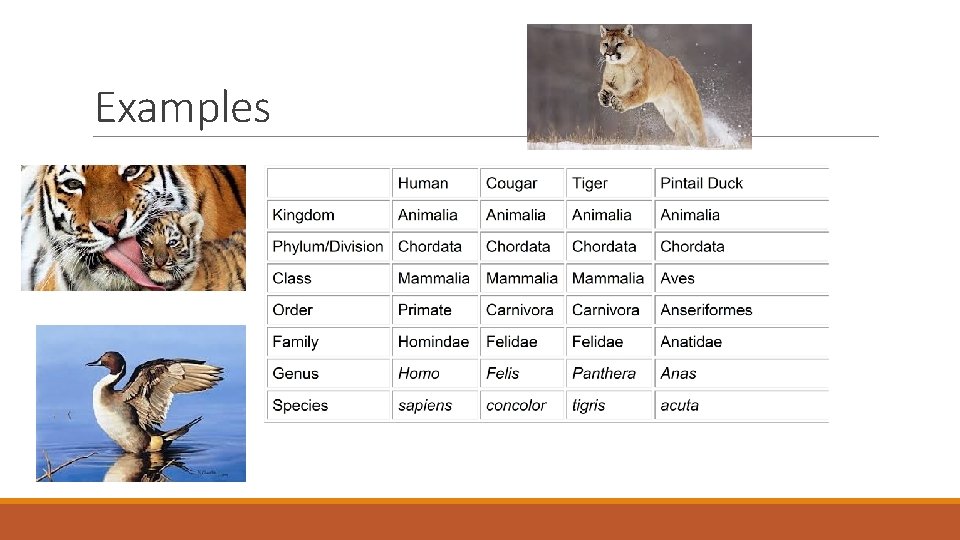 Examples  Examples