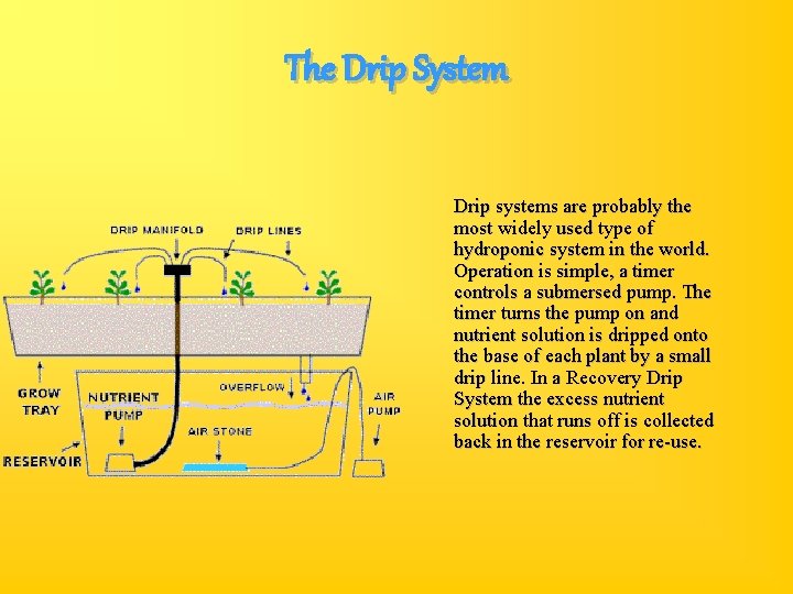 The Drip System Drip systems are probably the most widely used type of hydroponic