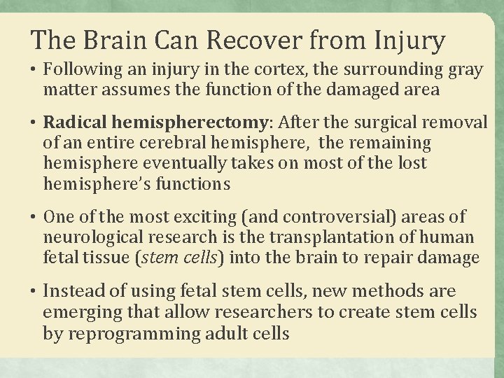 The Brain Can Recover from Injury • Following an injury in the cortex, the