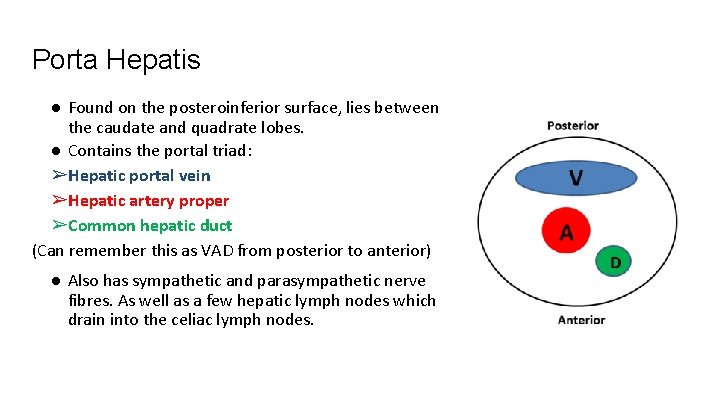 Porta Hepatis ● Found on the posteroinferior surface, lies between the caudate and quadrate