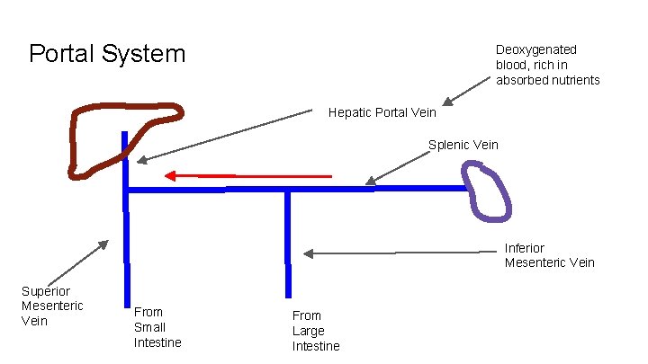 Portal System Deoxygenated blood, rich in absorbed nutrients Hepatic Portal Vein Splenic Vein Inferior