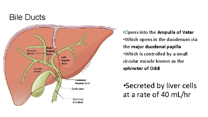 Bile Ducts • Opens into the Ampulla of Vater • Which opens in the