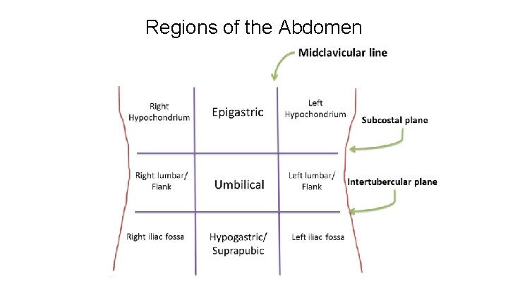 Regions of the Abdomen 
