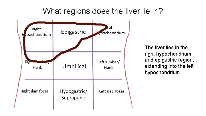 What regions does the liver lie in? The liver lies in the right hypochondrium