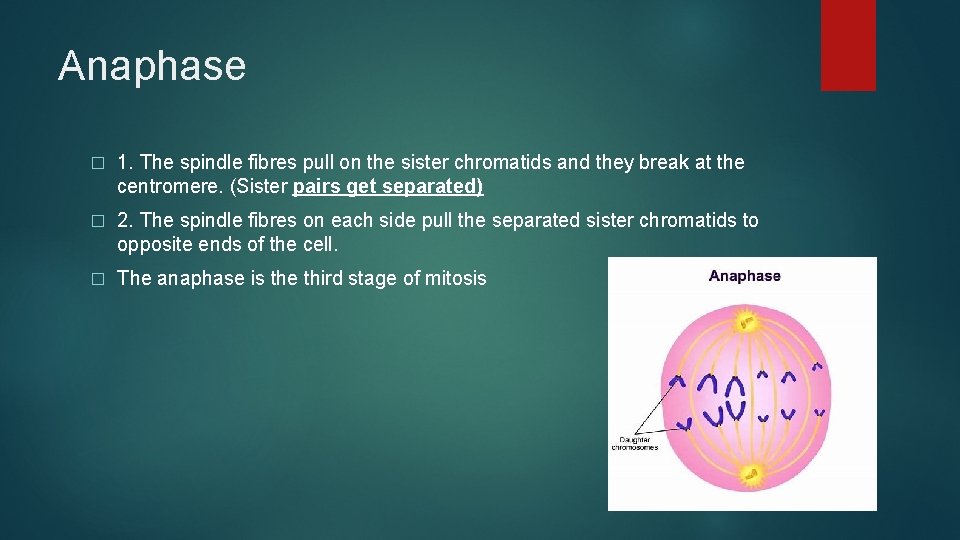 Anaphase � 1. The spindle fibres pull on the sister chromatids and they break