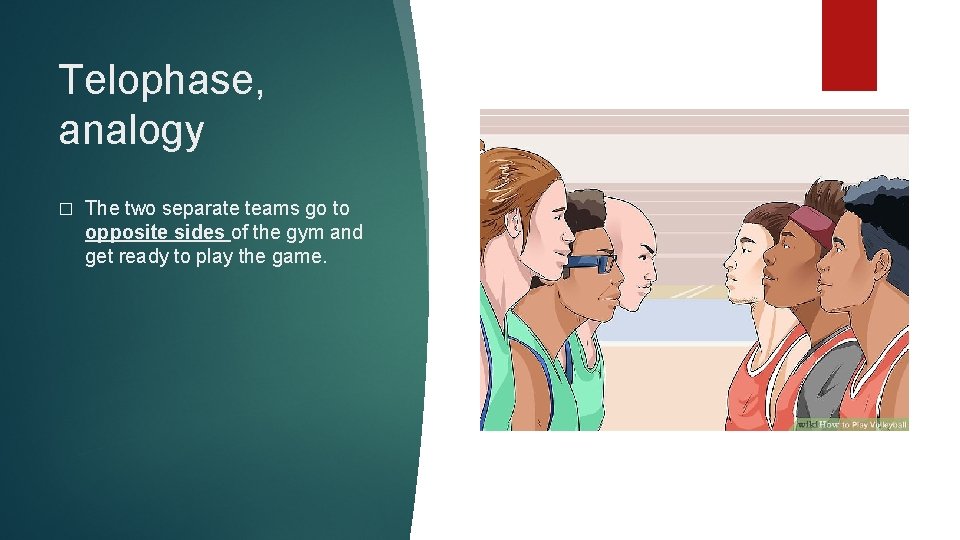 Telophase, analogy � The two separate teams go to opposite sides of the gym