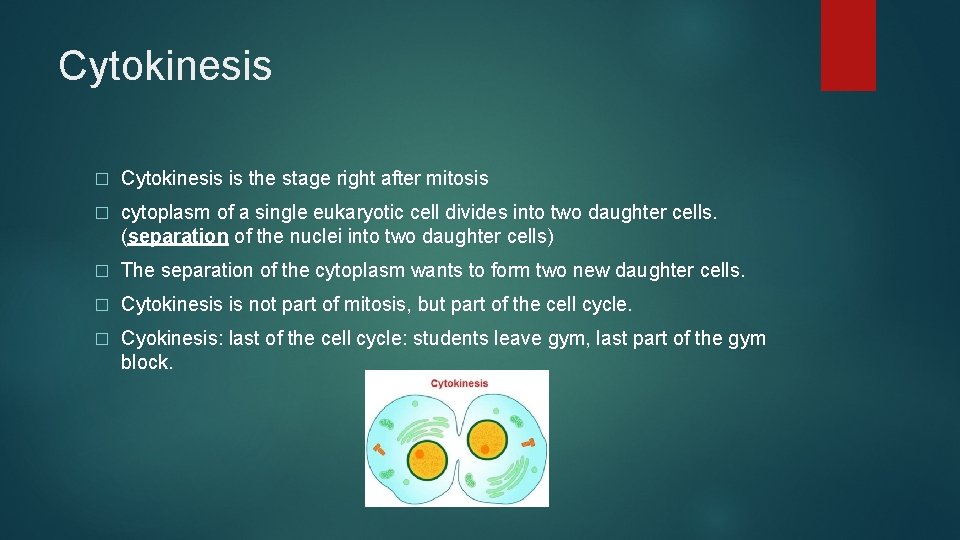 Cytokinesis � Cytokinesis is the stage right after mitosis � cytoplasm of a single