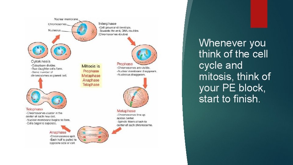 Whenever you think of the cell cycle and mitosis, think of your PE block,