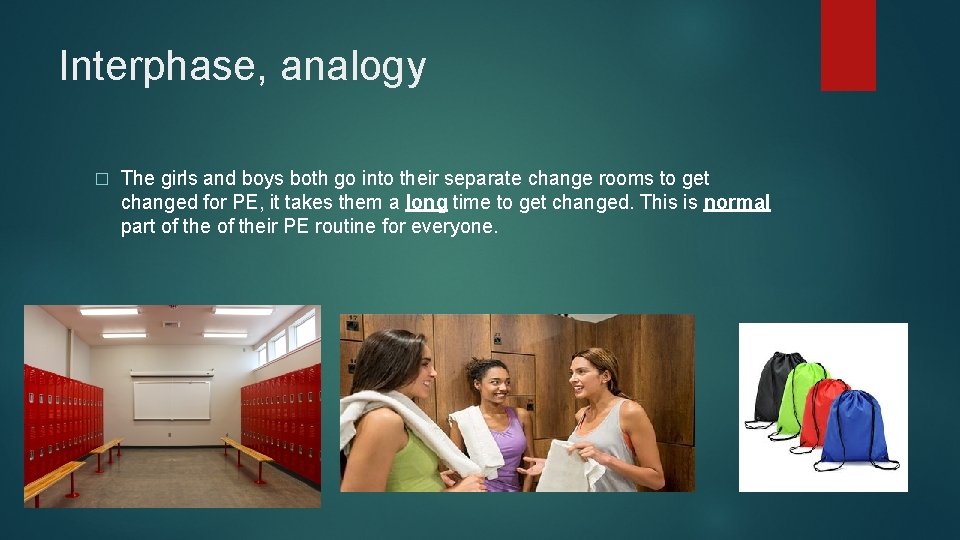 Interphase, analogy � The girls and boys both go into their separate change rooms
