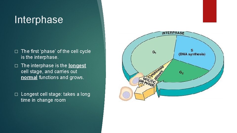 Interphase � The first ‘phase’ of the cell cycle is the interphase. � The