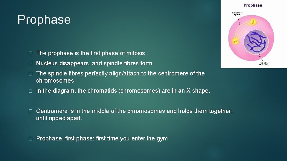 Prophase � The prophase is the first phase of mitosis. � Nucleus disappears, and