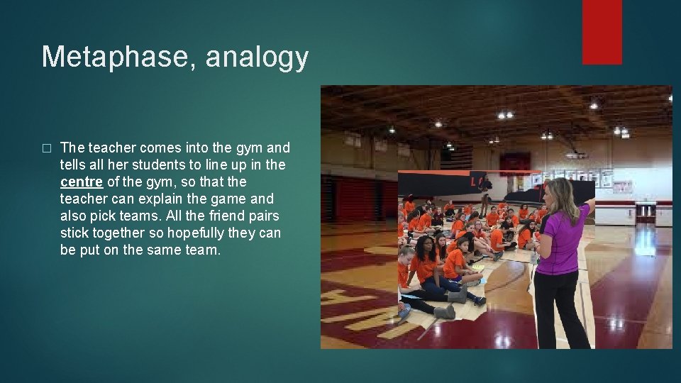 Metaphase, analogy � The teacher comes into the gym and tells all her students