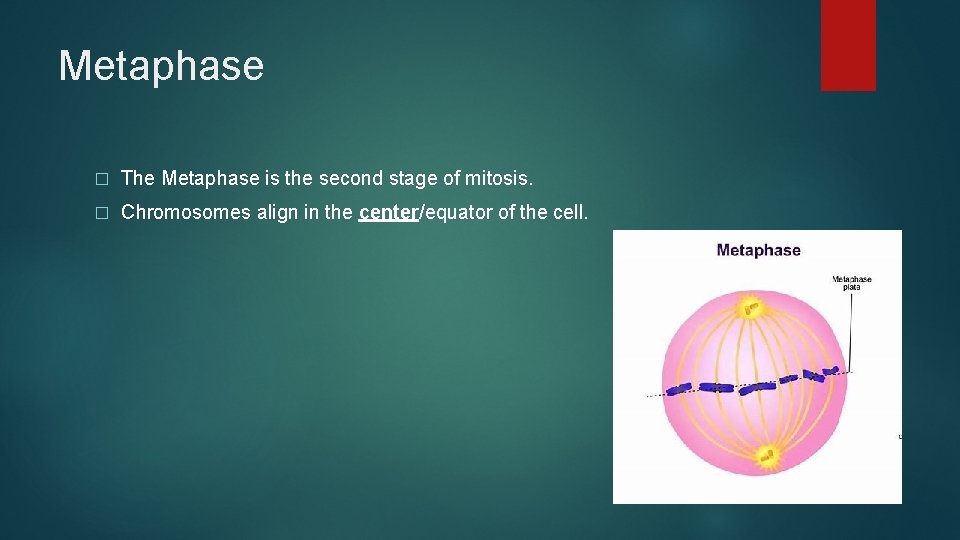 Metaphase � The Metaphase is the second stage of mitosis. � Chromosomes align in