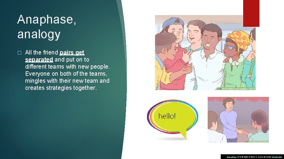 Anaphase, analogy � All the friend pairs get separated and put on to different