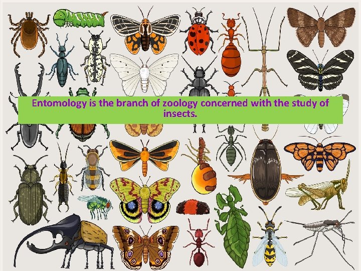 Entomology is the branch of zoology concerned with the study of insects. 