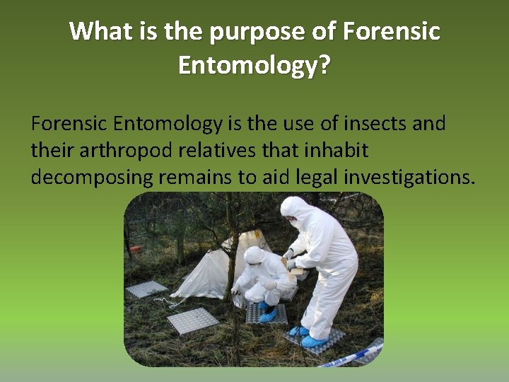 What is the purpose of Forensic Entomology? Forensic Entomology is the use of insects