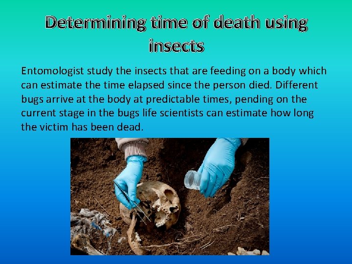 Determining time of death using insects Entomologist study the insects that are feeding on