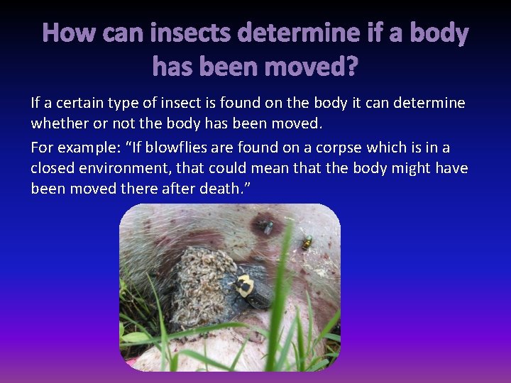 How can insects determine if a body has been moved? If a certain type