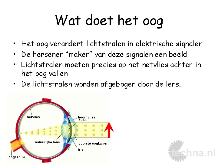 Wat doet het oog • Het oog verandert lichtstralen in elektrische signalen • De