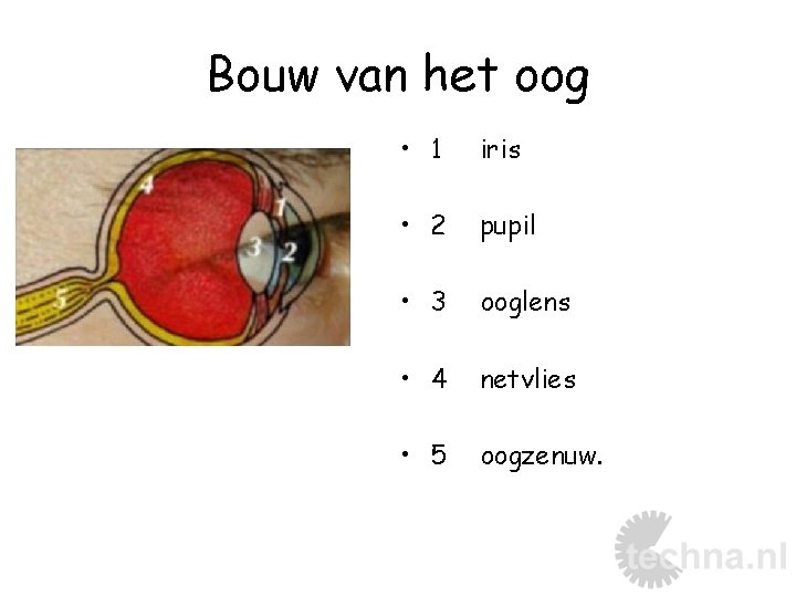 Bouw van het oog • 1 iris • 2 pupil • 3 ooglens •