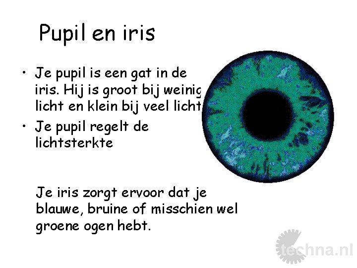 Pupil en iris • Je pupil is een gat in de iris. Hij is