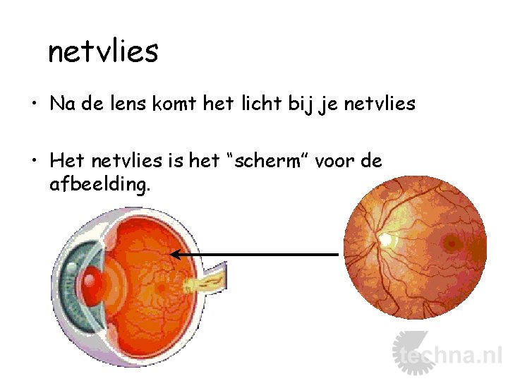 netvlies • Na de lens komt het licht bij je netvlies • Het netvlies