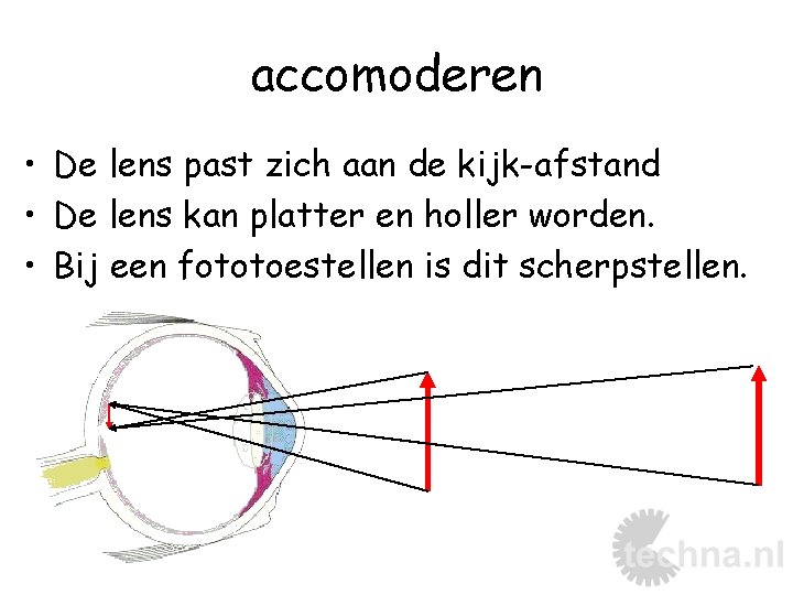 accomoderen • De lens past zich aan de kijk-afstand • De lens kan platter