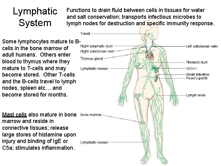 Lymphatic System Functions to drain fluid between cells in tissues for water and salt