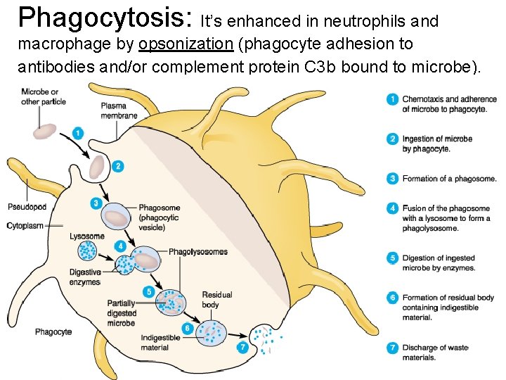Phagocytosis: It’s enhanced in neutrophils and macrophage by opsonization (phagocyte adhesion to antibodies and/or