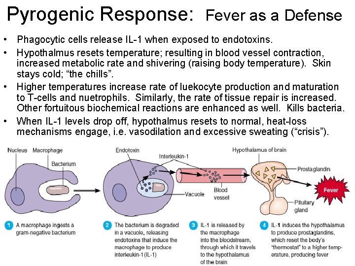 Pyrogenic Response: Fever as a Defense • Phagocytic cells release IL-1 when exposed to