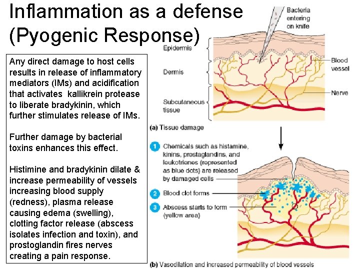 Inflammation as a defense (Pyogenic Response) Any direct damage to host cells results in