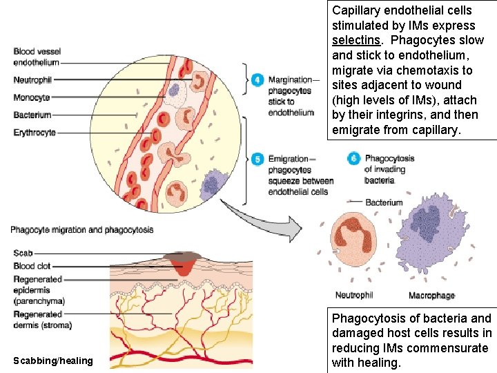 Capillary endothelial cells stimulated by IMs express selectins. Phagocytes slow and stick to endothelium,