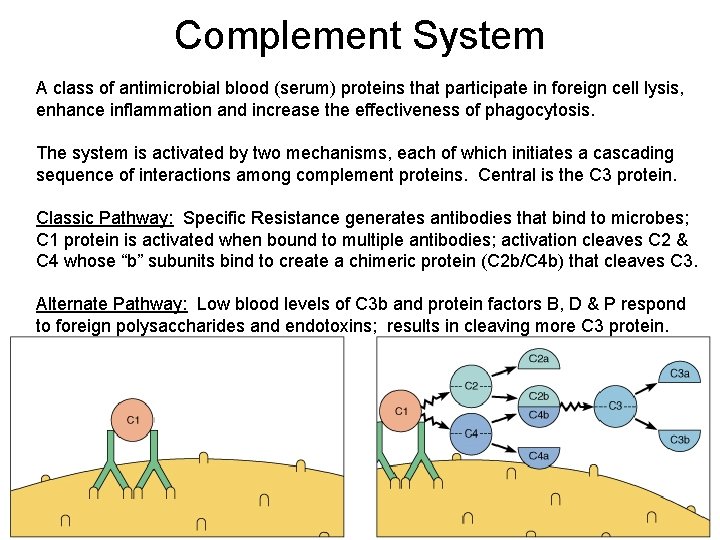 Complement System A class of antimicrobial blood (serum) proteins that participate in foreign cell