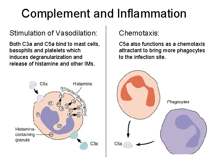 Complement and Inflammation Stimulation of Vasodilation: Chemotaxis: Both C 3 a and C 5