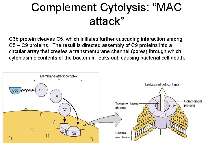 Complement Cytolysis: “MAC attack” C 3 b protein cleaves C 5, which initiates further