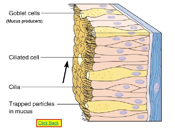 (Mucus producers) Click Back 