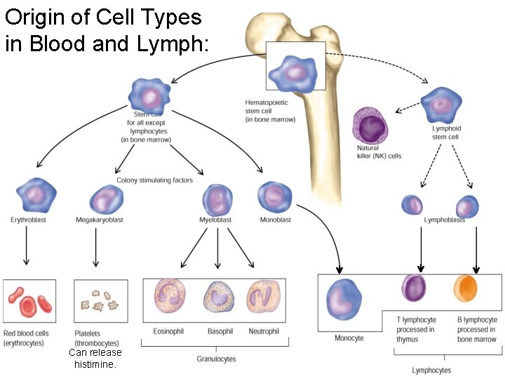 Origin of Cell Types in Blood and Lymph: Can release histimine. 