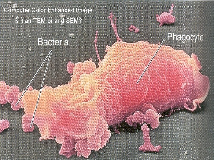 Computer Color Enhanced Image Is it an TEM or and SEM? 