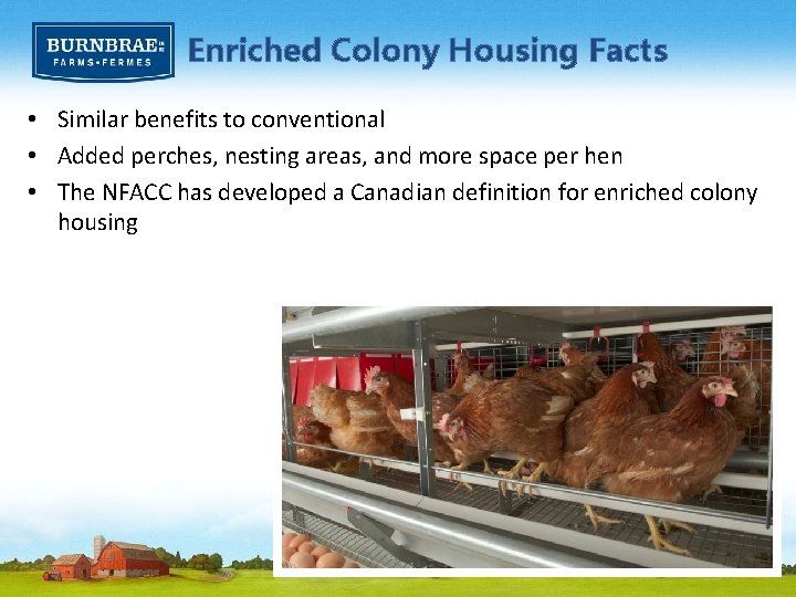Enriched Colony Housing Facts • Similar benefits to conventional • Added perches, nesting areas,